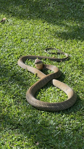 Sunda King Cobra
