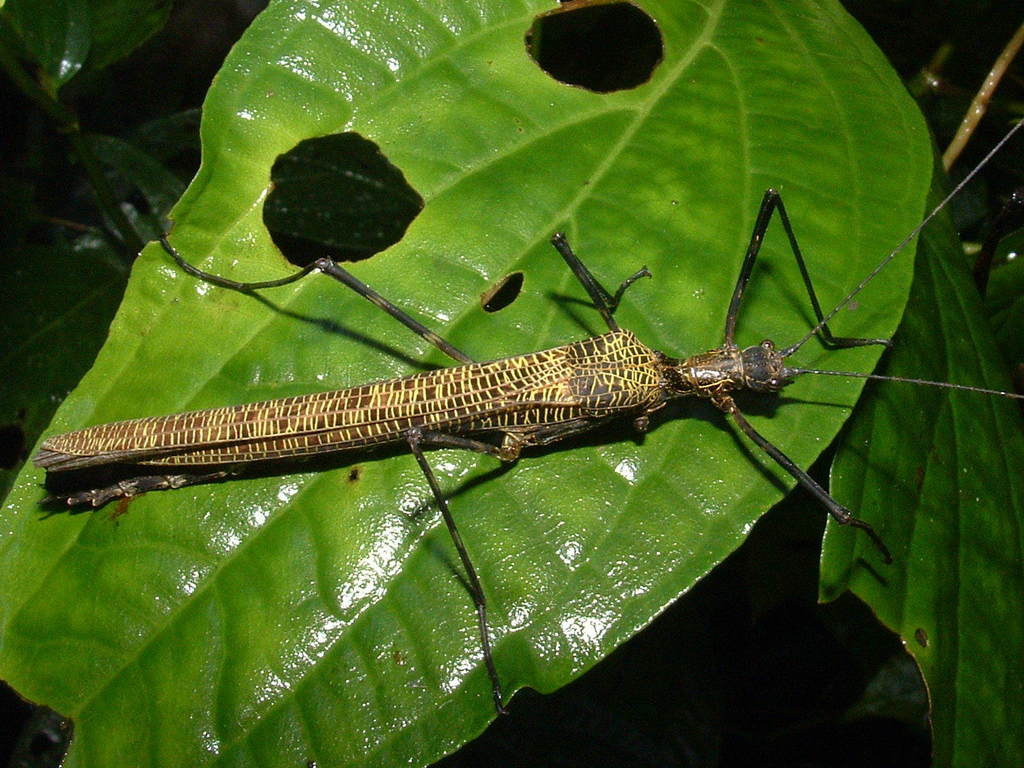 Stratocleinae