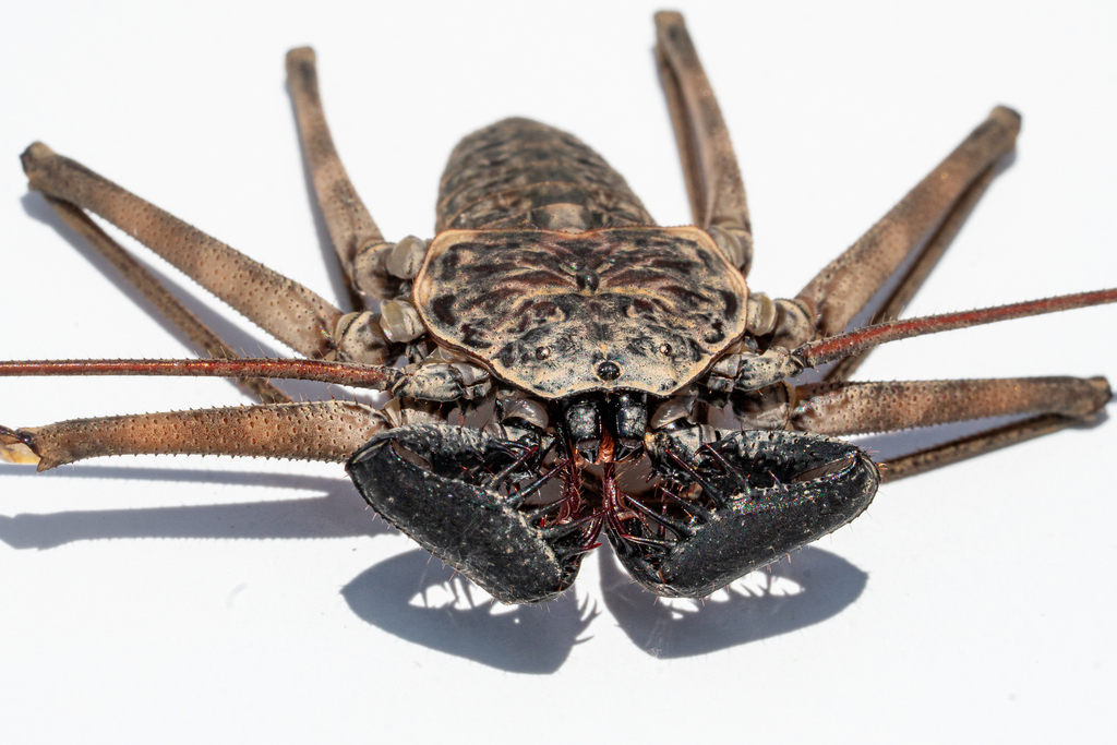 Phrynus pulchripes