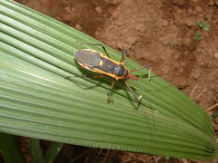 Zelus ruficeps