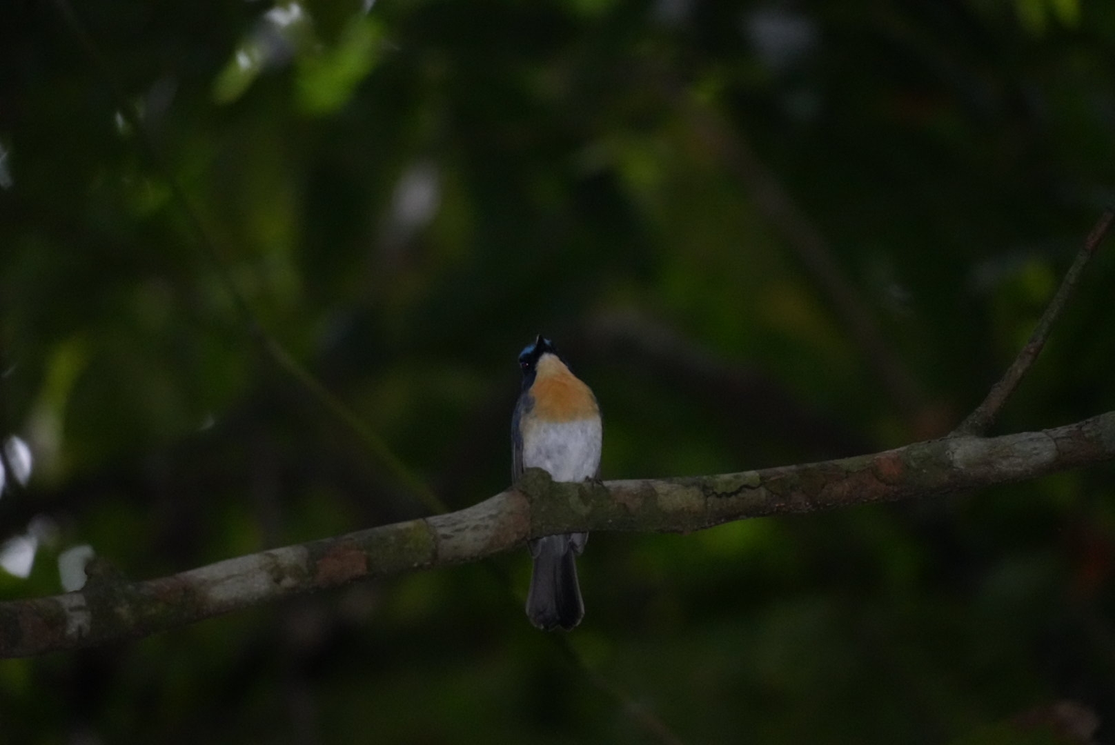 Mangrove Blue Flycatcher (Cyornis rufigastra), photo 5