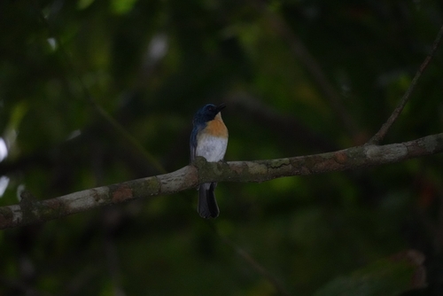Mangrove Blue Flycatcher (Cyornis rufigastra), photo 9