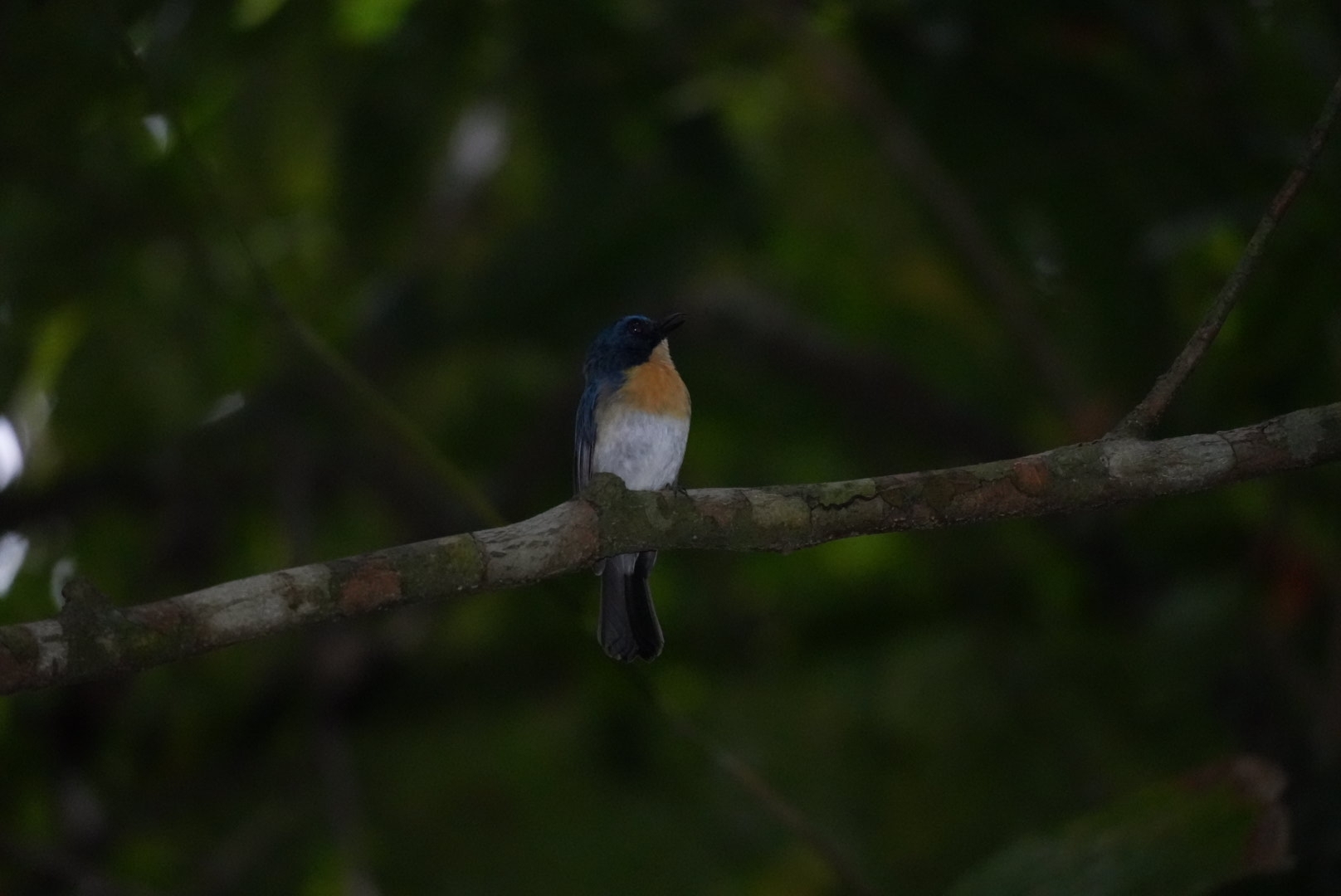 Mangrove Blue Flycatcher (Cyornis rufigastra), photo 9