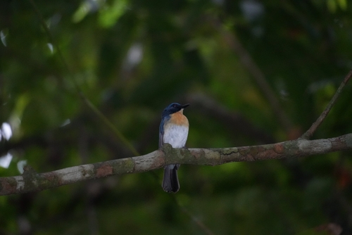 Mangrove Blue Flycatcher (Cyornis rufigastra), photo 10