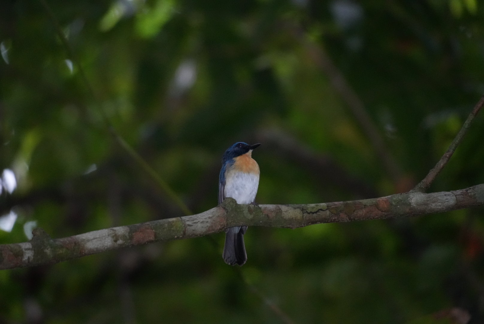 Mangrove Blue Flycatcher (Cyornis rufigastra), photo 10