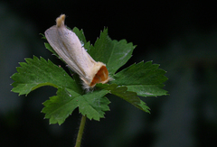 Antheua simplex