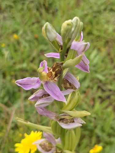 Bee Orchid