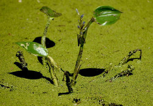 Pontederia cyanea observed 2026-04-21