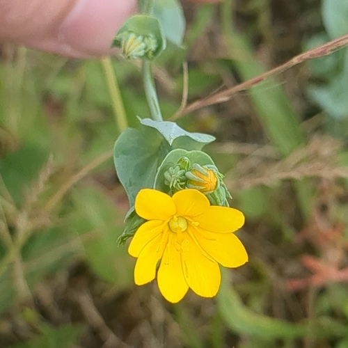 Yellow-wort