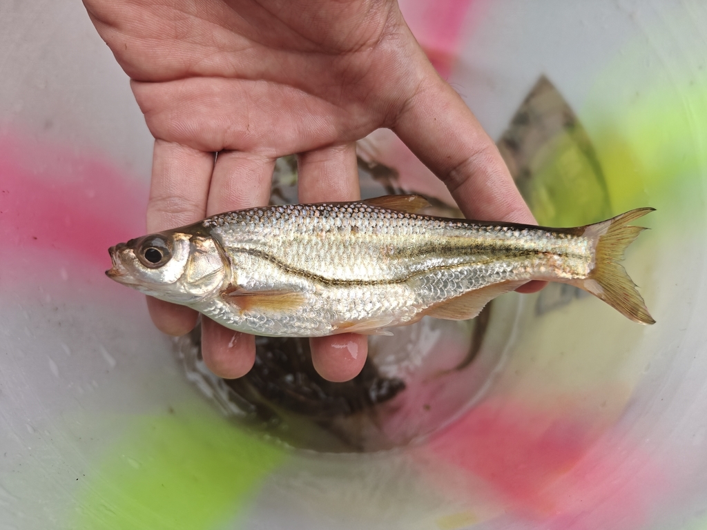 Striped bream (Sinibrama taeniatus) — Cyprinidae