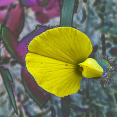 Leobordea divaricata