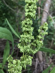 Rumex floridanus
