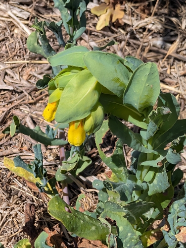 Greater honeywort