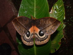 Automeris postalbida