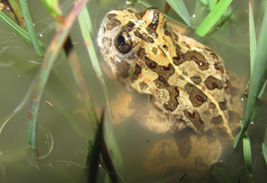 Gallmann's Sand Frog