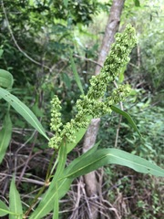 Rumex floridanus
