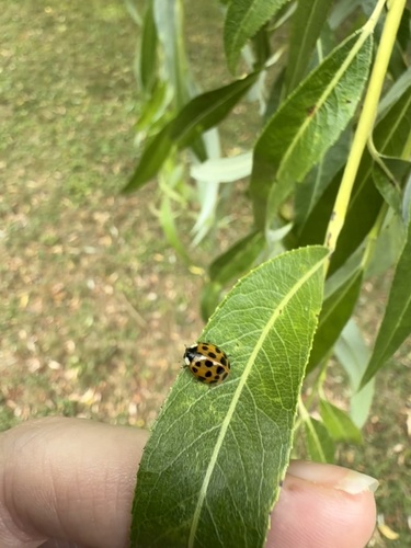 Asian Lady Beetle