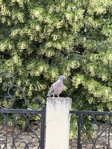 Common Wood-Pigeon