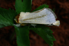 Antheua simplex