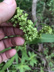 Rumex floridanus