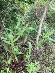Rumex floridanus