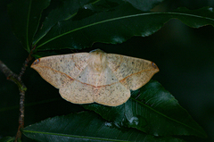 Xanthisthisa niveifrons
