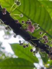 Saurauia tristyla, photograph author not stated, no rights reserved