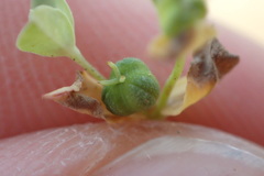 Euphorbia texana