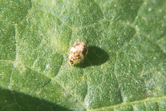 Psyllobora bicongregata