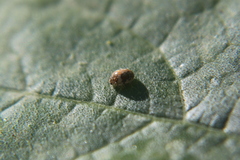 Psyllobora bicongregata