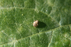 Psyllobora bicongregata