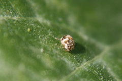 Psyllobora bicongregata