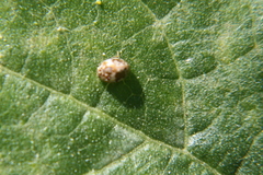 Psyllobora bicongregata