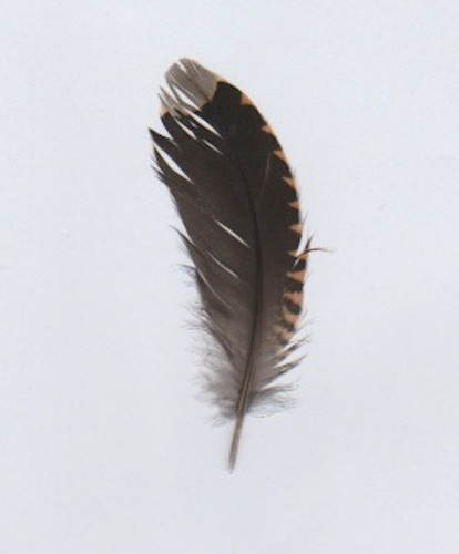 Plume de Bécasse des bois
