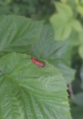 Common Red Soldier Beetle
