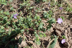 Phacelia glabra