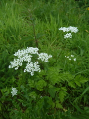 Chaerophyllum temulum