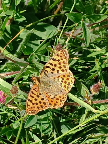 Queen of Spain Fritillary
