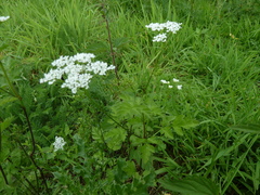 Chaerophyllum temulum