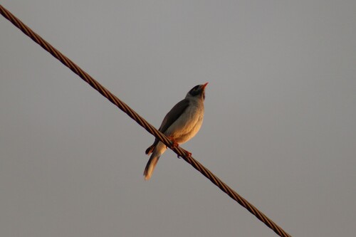 Noisy Miner