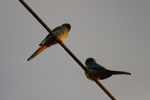 Red-rumped Parrot