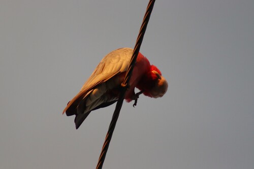 Galah