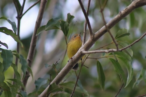Yellow Thornbill