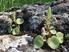 Umbilicus intermedius