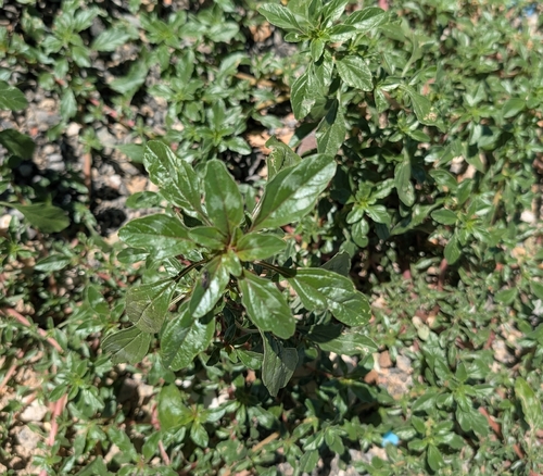 prostrate pigweed