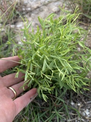 Zeltnera beyrichii