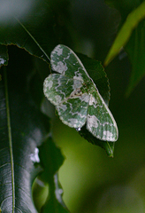 Rhodesia viridalbata