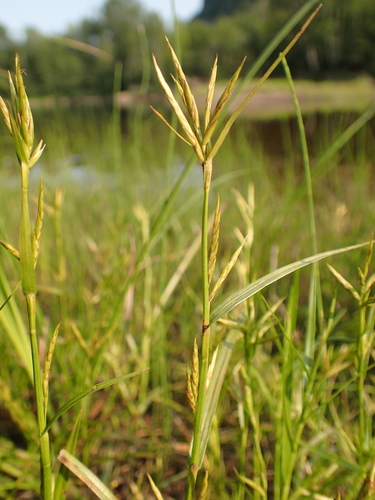 Dulichium arundinaceum var. boreale