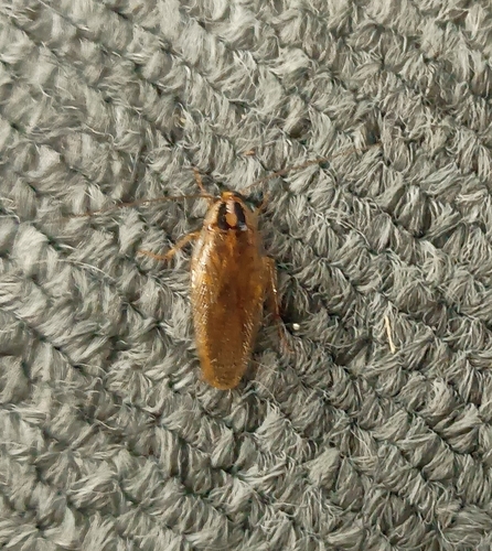 Blattella nipponica