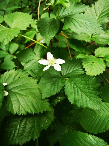 Paprastoji gervuogė